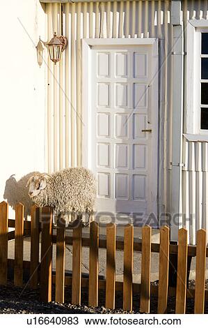 Sheep huddling in wind at front door of estancia (ranch), with white wooden siding, Argentina, Patagonia View Large Photo Image Stock Image - Sheep huddling in wind at front door of estancia (ranch), with white wooden siding, Argentina, Patagonia. Fotosearch