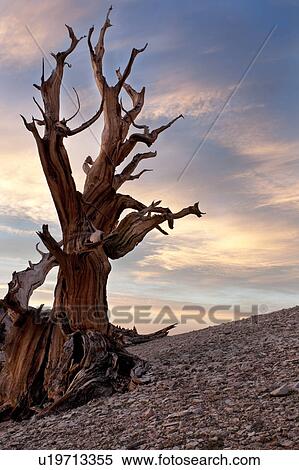 Single Bristlecone pine tree against blue/pink sunset sky, Bristlecone Pine Forest, Sierra Nevada View Large Photo Image Stock Photography - Single Bristlecone pine tree against blue/pink sunset sky, Bristlecone Pine Forest, Sierra Nevada. Fotosearch