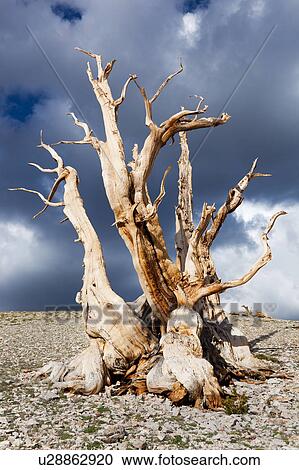 Single Bristlecone pine tree, sunlit, against stormy afternoon sky, Bristlecone Pine Forest, Sierra Nevada View Large Photo Image Stock Image - Single Bristlecone pine tree, sunlit, against stormy afternoon sky, Bristlecone Pine Forest, Sierra Nevada. Fotosearch