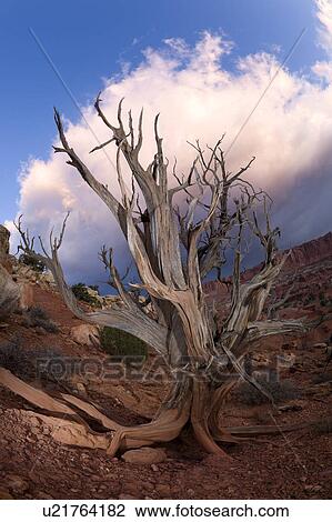 Stock Image - Single dead tree outlined against dramatic blue sky with pink cloud formation, root formation visible, red rock valley landscape, early morning, Utah. Fotosearch