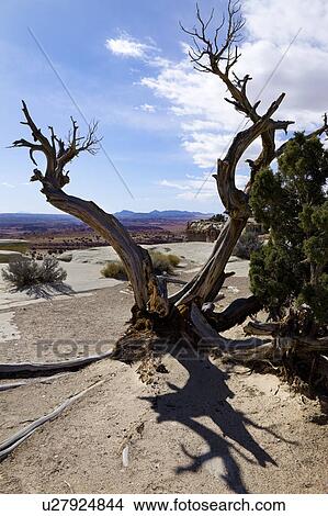 Picture - Single old dead tree on rocky overlook with valley, distant mountains, blue sky with fluffy white clouds, fall morning, Utah. Fotosearch