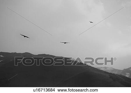 Picture - Three condors circling over Andes mountains in morning fog, monochrome view,, Argentina, Patagonia. Fotosearch