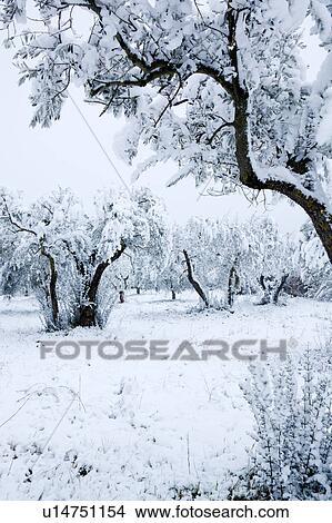 Umbrian olive groves in mid-winter, trees laden with snow on stormy afternoon, Italy View Large Photo Image Picture - Umbrian olive groves in mid-winter, trees laden with snow on stormy afternoon, Italy. Fotosearch
