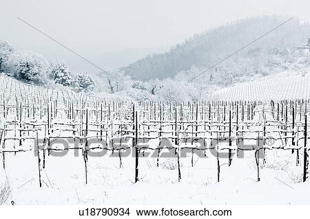 Umbrian vineyards in mid-winter, vines laden with snow on stormy afternoon, Italy View Large Photo Image Picture - Umbrian vineyards in mid-winter, vines laden with snow on stormy afternoon, Italy. Fotosearch