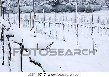 Umbrian vineyards in mid-winter, vines laden with snow on stormy afternoon, Italy View Large Photo Image Stock Photo - Umbrian vineyards in mid-winter, vines laden with snow on stormy afternoon, Italy. Fotosearch