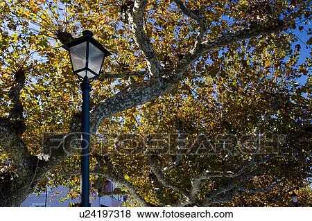 Stock Photo - View from below of black wrought iron old fashioned street lamp with mottled birch branches and yellowing leaves of autumn, Lake Como, Northern Italy. Fotosearch