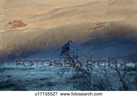 View of Caracara falcon perched on branch with golden scrub grass on hills beyond, El Chalten, Argentina, Patagonia View Large Photo Image Stock Photo - View of Caracara falcon perched on branch with golden scrub grass on hills beyond, El Chalten, Argentina, Patagonia. Fotosearch