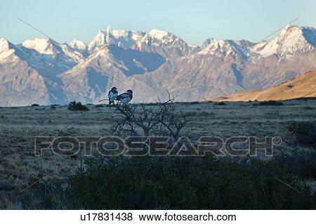 View of Caracara falcon perched on branch with snow covered mountain range beyond, El Chalten, Argentina, Patagonia View Large Photo Image Stock Photo - View of Caracara falcon perched on branch with snow covered mountain range beyond, El Chalten, Argentina, Patagonia. Fotosearch