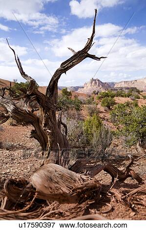 View of Family Butte, with foreground green shrubs, twisted dead tree stump, and expanse of rock formations beyond, blue sky, fluffy white clouds, on lovely fall afternoon, Utah View Large Photo Image Stock Photo - View of Family Butte, with foreground green shrubs, twisted dead tree stump, and expanse of rock formations beyond, blue sky, fluffy white clouds, on lovely fall afternoon, Utah. Fotosearch