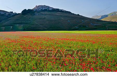 Picture - View of mountain meadow of Piano Grande on sunny springtime afternoon, with fields of flowering red poppies and yellow lentils, hilltop town of Castellucio and surrounding mountains beyond, clear blue sky, Umbria. Italy. Fotosearch
