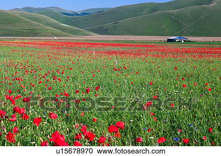 View of mountain meadow of Piano Grande on sunny springtime afternoon, with fields of flowering red poppies, farming sheds beyond, and surrounding mountains, clear blue sky, Umbria. Italy View Large Photo Image Stock Image - View of mountain meadow of Piano Grande on sunny springtime afternoon, with fields of flowering red poppies, farming sheds beyond, and surrounding mountains, clear blue sky, Umbria. Italy. Fotosearch