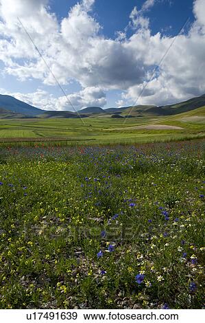 View of Piano Grande Umbria, with Bachelor button blue flowers in foreground, red poppies beyond, town of Casteluccio in distance, blue sky and puffy white clouds, early summer View Large Photo Image Stock Photo - View of Piano Grande Umbria, with Bachelor button blue flowers in foreground, red poppies beyond, town of Casteluccio in distance, blue sky and puffy white clouds, early summer. Fotosearch