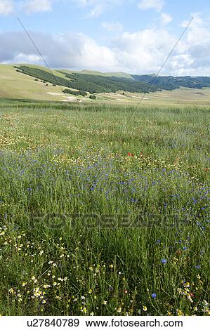 View of Piano Grande Umbria, with Bachelor button blue flowers in foreground, red poppies beyond, blue sky and puffy white clouds, early summer View Large Photo Image Stock Photo - View of Piano Grande Umbria, with Bachelor button blue flowers in foreground, red poppies beyond, blue sky and puffy white clouds, early summer. Fotosearch