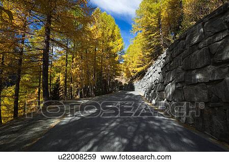 View of straight mountain road lined by stone wall and pine trees, golden yellow in autumn, set against blue sky, Lombardy, Italy View Large Photo Image Stock Photo - View of straight mountain road lined by stone wall and pine trees, golden yellow in autumn, set against blue sky, Lombardy, Italy. Fotosearch