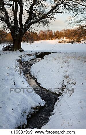 View of stream with sunlight reflection, woodland with snow-covered river banks and oak trees, late afternoon sunlight, Northern England View Large Photo Image Stock Photo - View of stream with sunlight reflection, woodland with snow-covered river banks and oak trees, late afternoon sunlight, Northern England. Fotosearch
