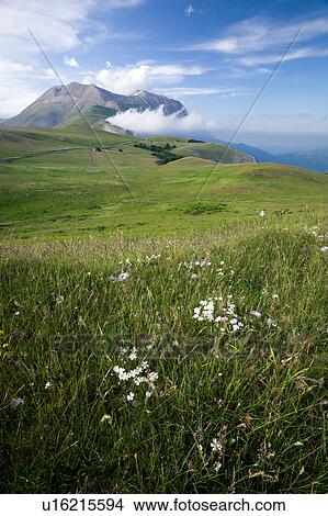 Picture - View of wild flowers in Piano Grande meadow, surrounded by mountains, late afternoon spring sunshine and blue sky, Umbria, Italy. Fotosearch