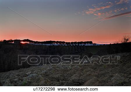 Stock Photo - View over ploughed fields of row of pine trees and old stone farm house silhouetted on hill ridge at sunset, with pink and blue sky, Umbria, Italy. Fotosearch