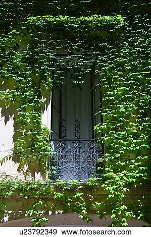 Window detail: ornate black wrought iron balcony with French window open, white lace curtain, surrounded by hanging ivy in morning sunshine, Lecce, Salento, Puglia, Southern Italy View Large Photo Image Stock Photo - Window detail: ornate black wrought iron balcony with French window open, white lace curtain, surrounded by hanging ivy in morning sunshine, Lecce, Salento, Puglia, Southern Italy. Fotosearch