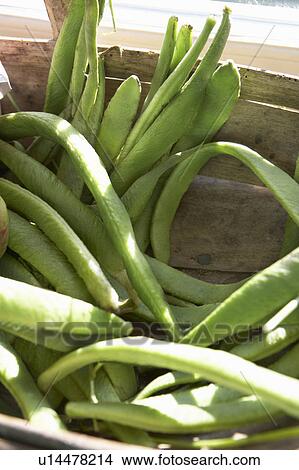 Close up basket of runner beans View Large Photo Image Picture - Close up basket of runner beans. Fotosearch
