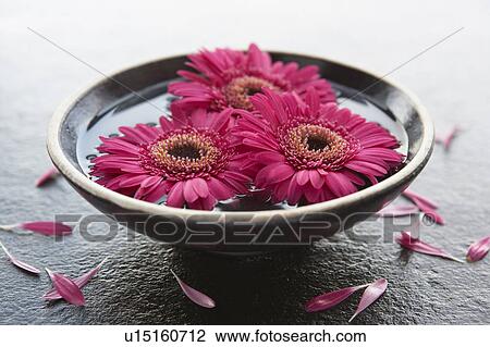 Flower heads in bowl of water View Large Photo Image Stock Image - Flower heads in bowl of water. Fotosearch