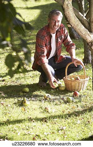 Man collecting apples off the ground View Large Photo Image Stock Image - Man collecting apples off the ground. Fotosearch