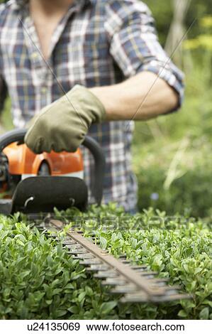 Stock Photo - Man trimming hedge. Fotosearch