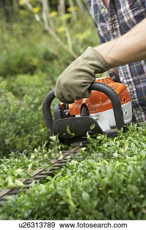 Man trimming hedge View Large Photo Image Stock Photo - Man trimming hedge. Fotosearch