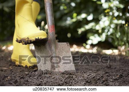 Person digging in garden View Large Photo Image Stock Photo - Person digging in garden. Fotosearch