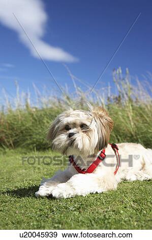 Small dog sitting on grass View Large Photo Image Stock Photo - Small dog sitting on grass. Fotosearch