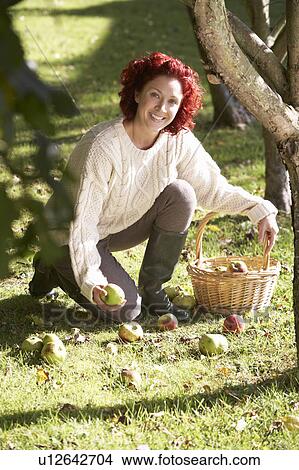 Woman collecting apples off the ground View Large Photo Image Picture - Woman collecting apples off the ground. Fotosearch