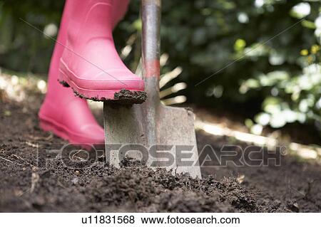 Woman digging in garden View Large Photo Image Stock Photo - Woman digging in garden. Fotosearch