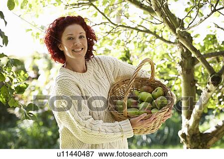 Stock Photo - Woman picking apples in garden. Fotosearch