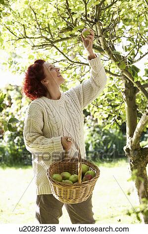 Woman picking apples off tree View Large Photo Image Stock Photo - Woman picking apples off tree. Fotosearch