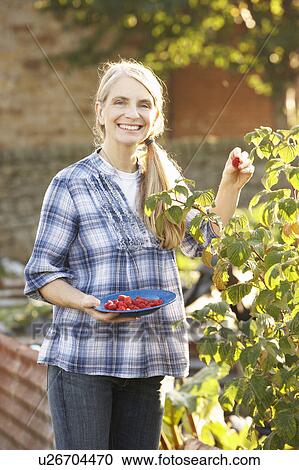 Woman picking fruit on allotment View Large Photo Image Stock Image - Woman picking fruit on allotment. Fotosearch