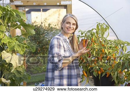Woman working in greenhouse View Large Photo Image Stock Photo - Woman working in greenhouse. Fotosearch