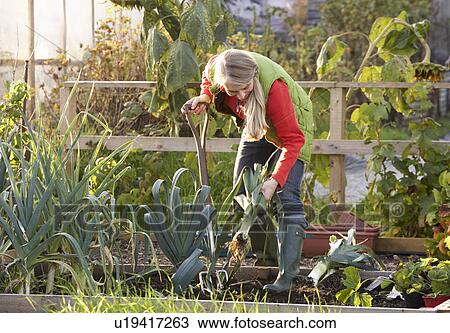 Woman working on allotment View Large Photo Image Stock Image - Woman working on allotment. Fotosearch