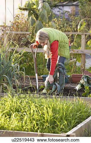 Woman working on allotment View Large Photo Image Stock Image - Woman working on allotment. Fotosearch
