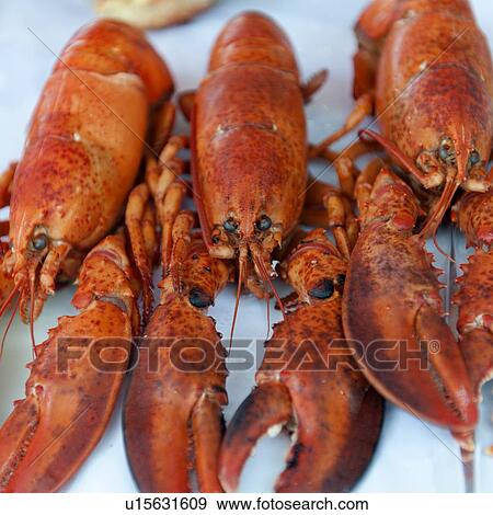Stock Photo - Close-up of lobsters at a market stall, Bergen, Norway. Fotosearch