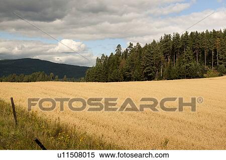 Crop in a field, Highlands, Norway View Large Photo Image Stock Photography - Crop in a field, Highlands, Norway. Fotosearch