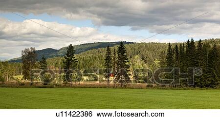 Green field with trees in the background, Norway View Large Photo Image Stock Photograph - Green field with trees in the background, Norway. Fotosearch