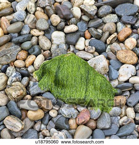 Seaweed on stones, Hardangervidda, Hardanger, Norway View Large Photo Image Stock Image - Seaweed on stones, Hardangervidda, Hardanger, Norway. Fotosearch