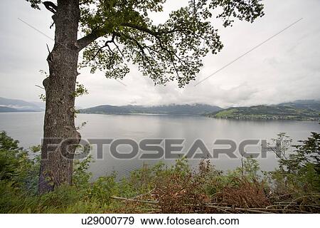 Tree at the coast, Hardanger, Hardangerfjord, Hardangervidda, Hardanger, Norway View Large Photo Image Stock Photo - Tree at the coast, Hardanger, Hardangerfjord, Hardangervidda, Hardanger, Norway. Fotosearch