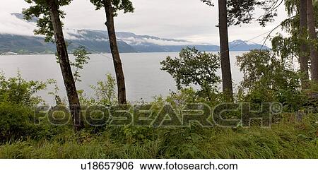 Trees at the lakeside, Hardangervidda, Hardanger, Norway View Large Photo Image Stock Photograph - Trees at the lakeside, Hardangervidda, Hardanger, Norway. Fotosearch