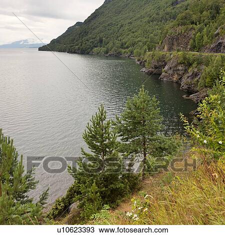 Stock Image - Trees at the riverside, Hardangervidda, Hardanger, Norway. Fotosearch