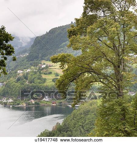Trees with mountain range in the background, Hardangervidda, Hardanger, Norway View Large Photo Image Stock Photo - Trees with mountain range in the background, Hardangervidda, Hardanger, Norway. Fotosearch