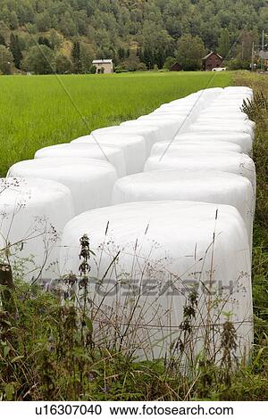 Wrapped hay bales in a field, Flam, Norway View Large Photo Image Stock Image - Wrapped hay bales in a field, Flam, Norway. Fotosearch