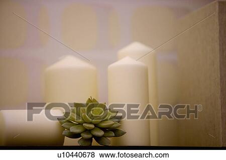 Candles & Plant View Large Photo Image Stock Photo - Candles & Plant. Fotosearch