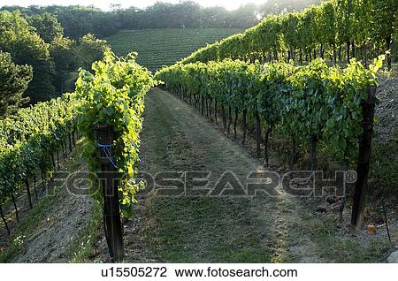 Stock Image - Vineyard rows. Fotosearch