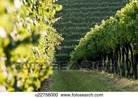 Stock Image - Vineyard rows. Fotosearch