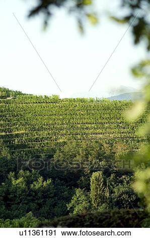 Stock Image - Vineyards. Fotosearch